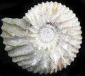 Pavlovia Ammonite Fossil - Siberia #29742-1